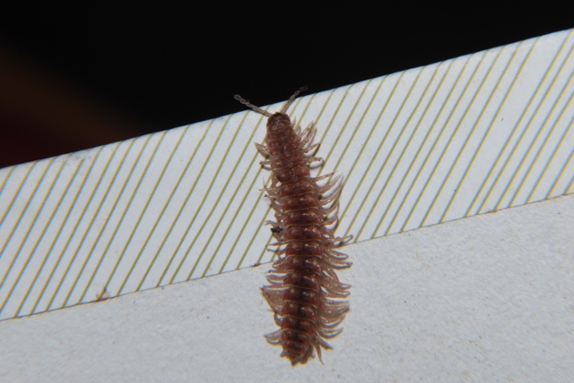 Polydesmus